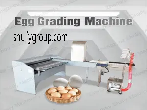 Egg Grading Machine
